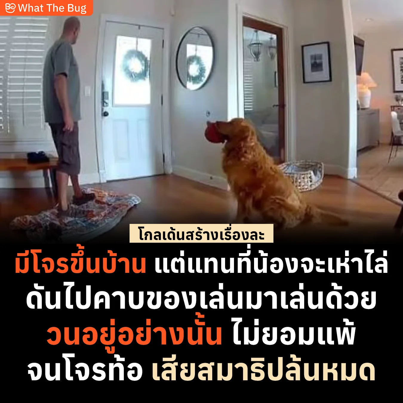 นึกว่าได้หมาเฝ้าบ้าน ที่แท้ฝ่ายสันทนาการ ! โกลเด้นปั่นประสาทโจรด้วยของเล่นจนเกม