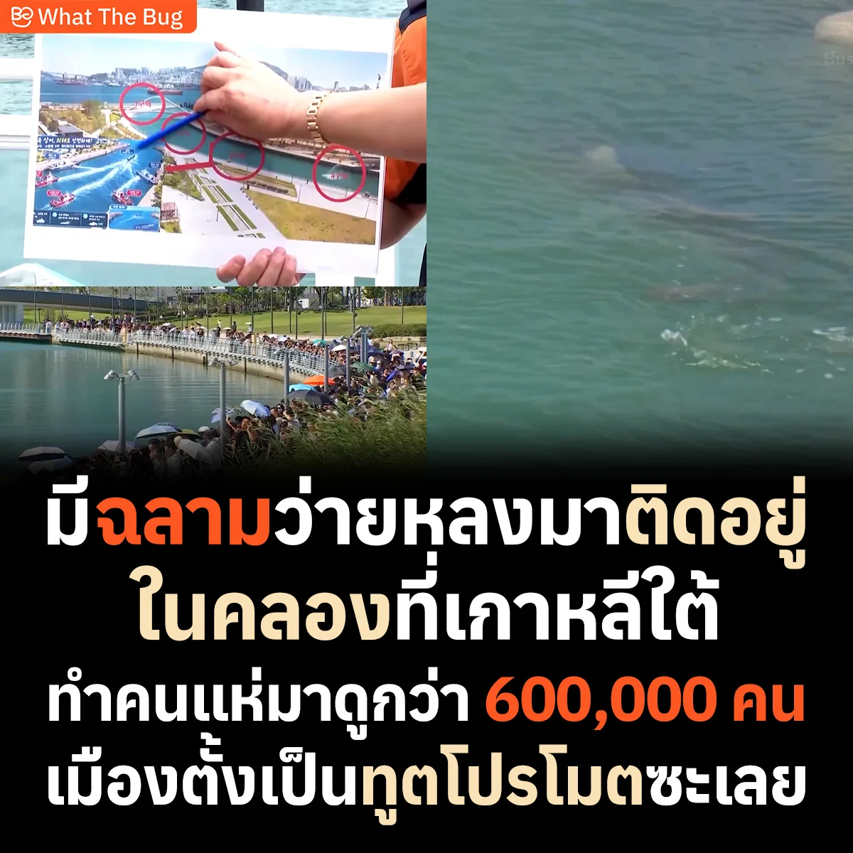 ฉลามว่างหลงมาติดอยู่ในคลองที่เกาหลีใต้ คนแห่มาดูกว่า 6 แสนคน เมืองเลยตั้งเป็นทูตกิตติมศักดิ์